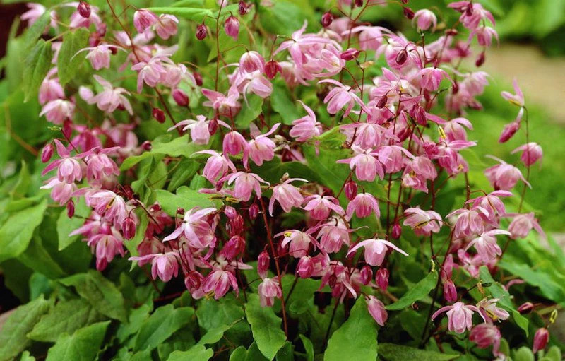 Epimedium Untuk Kejantanan